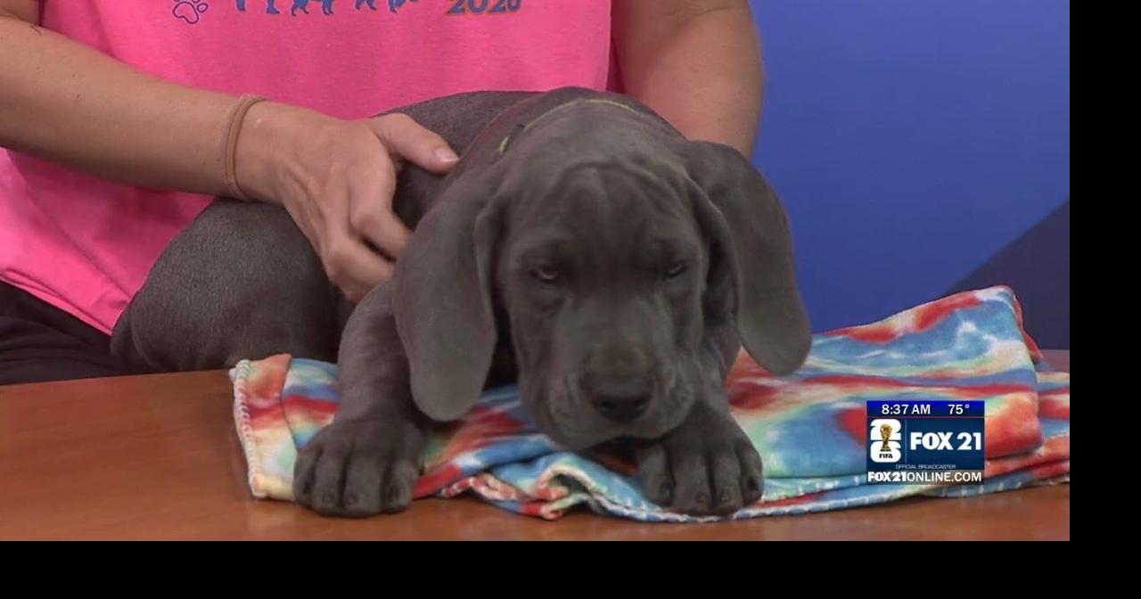 Animal Allies Humane Society visits FOX 21 with Great Dane puppies