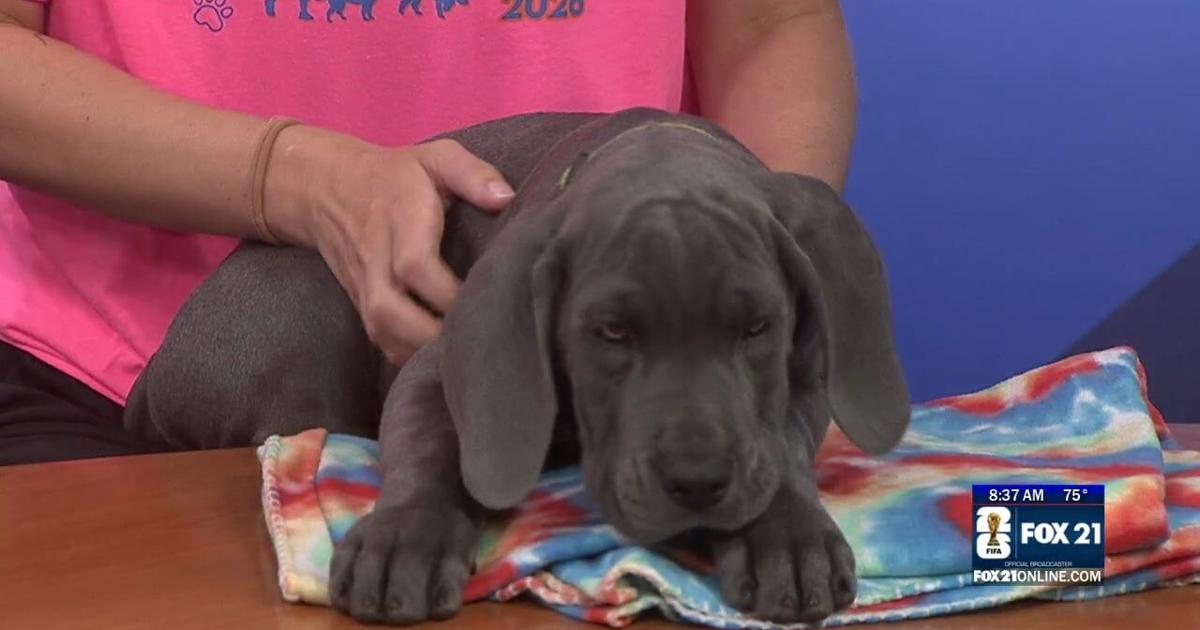Animal Allies Humane Society visits FOX 21 with Great Dane puppies