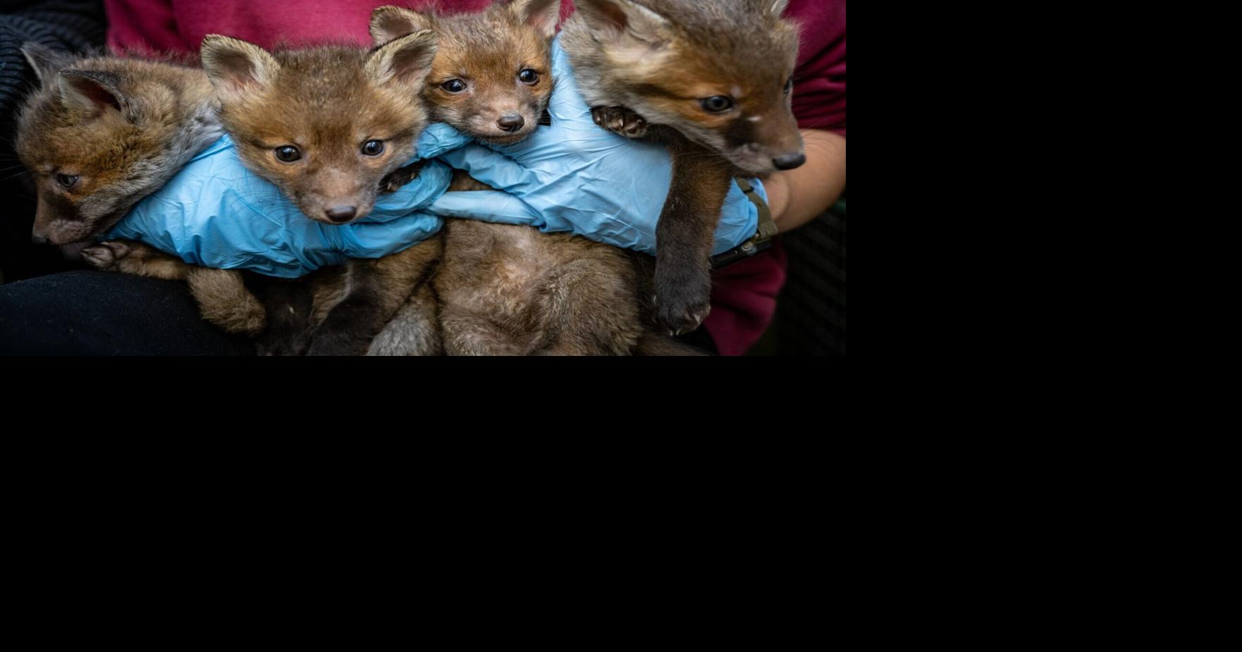 Wildlife could serve as early warning system for superbugs | Health