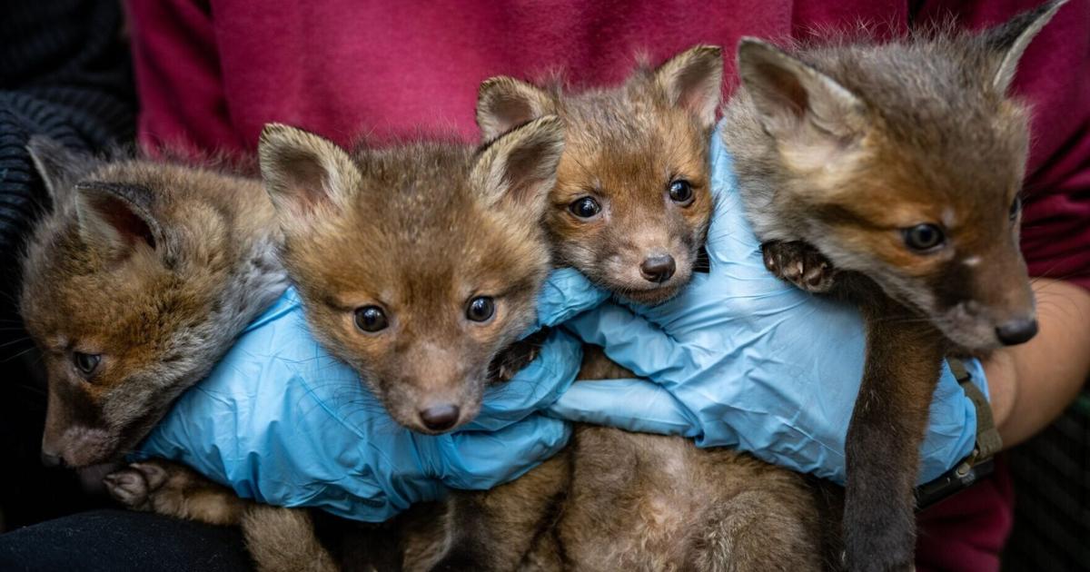 Wildlife could serve as early warning system for superbugs | Health Wildlife could serve as early warning system for superbugs | Health