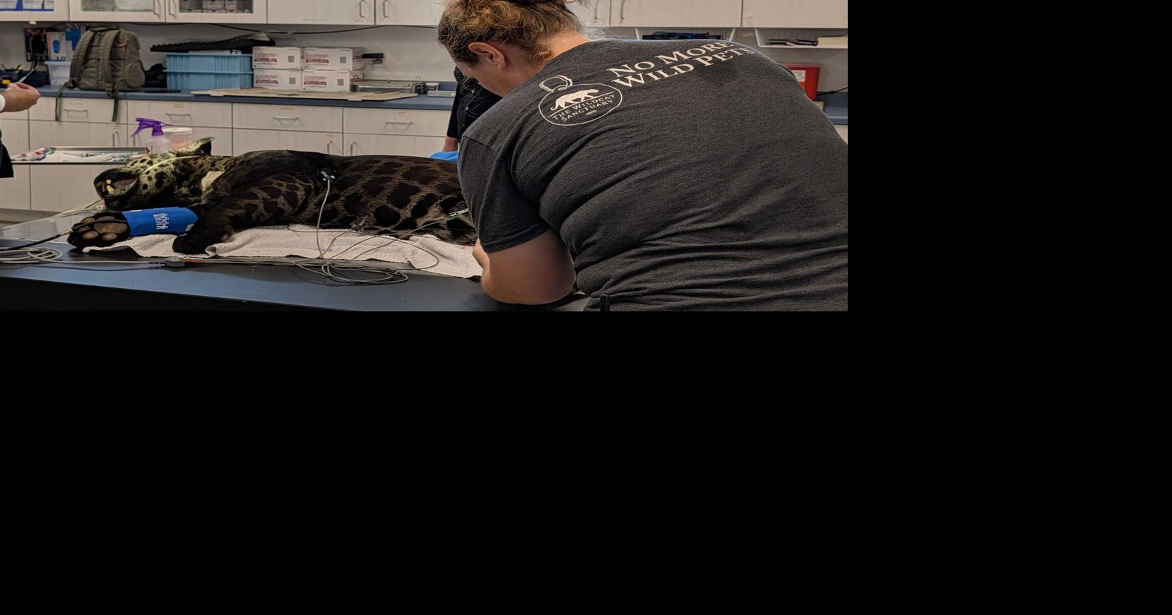 Black jaguar Louie receives first annual exam at The Wildcat Sanctuary