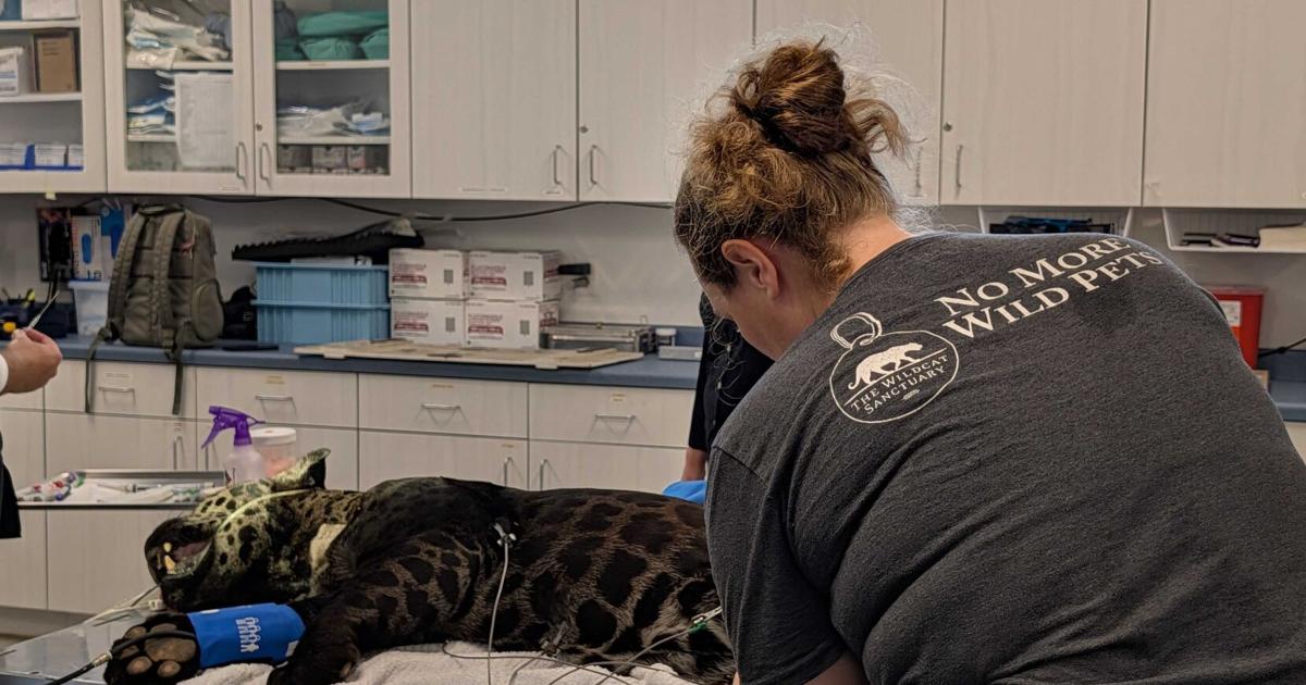 Black jaguar Louie receives first annual exam at The Wildcat Sanctuary