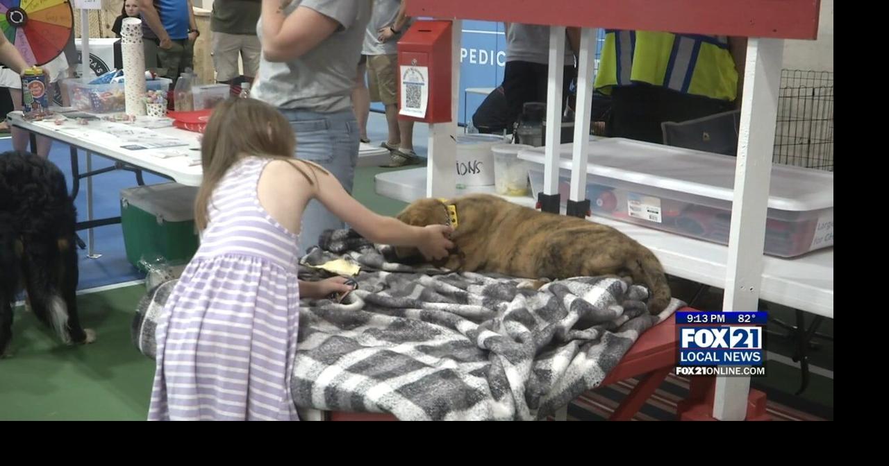 Pets find their forever homes at annual Bark in the Park