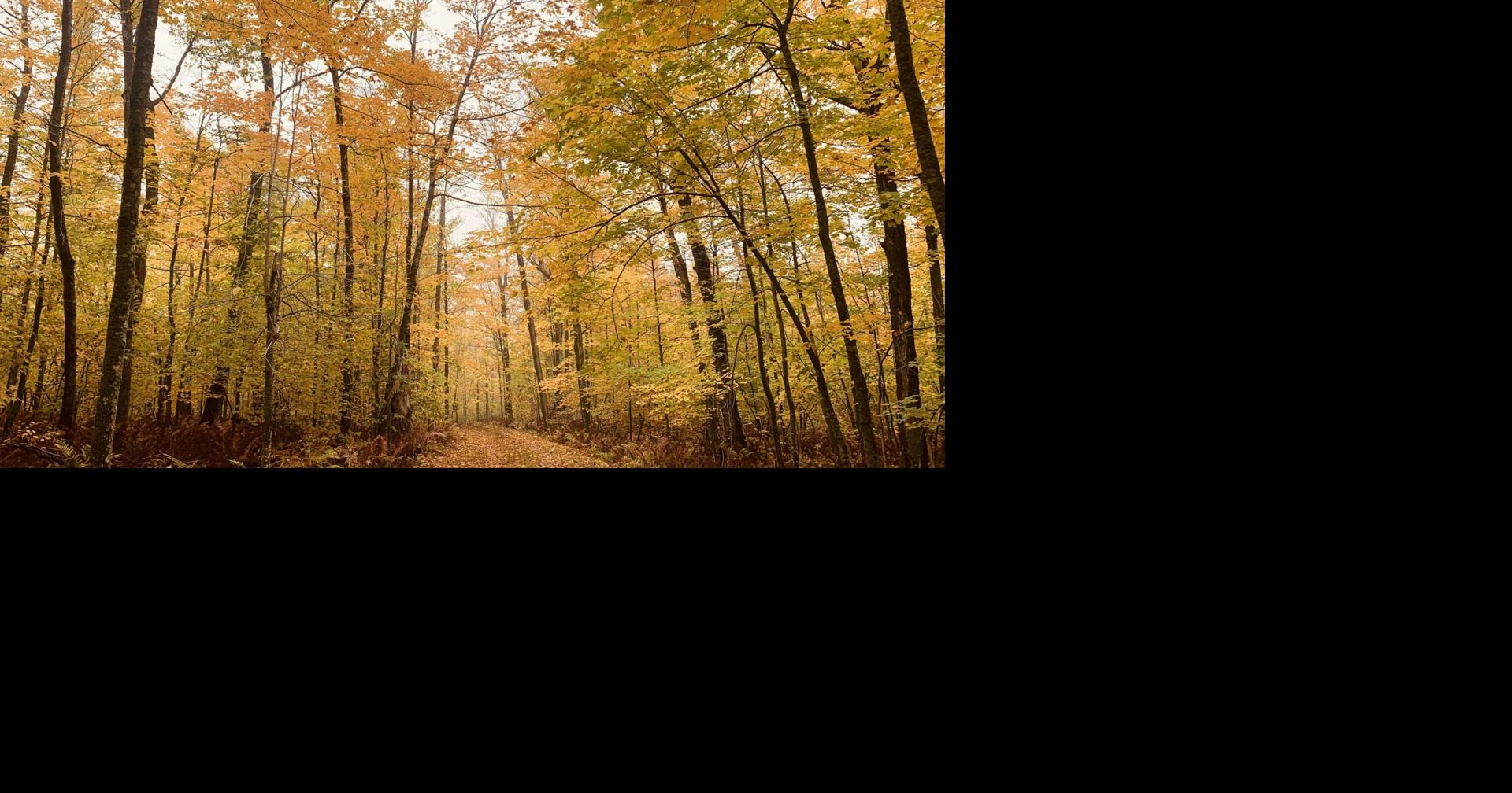 Minnesota DNR Shares 2024 Fall Colors Season Outlook | News ...