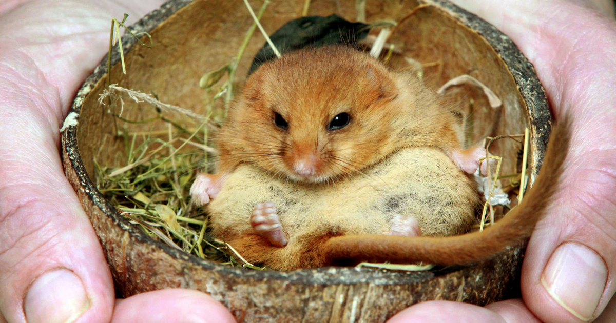 Can matchmaking save dormice from extinction? | US & World News ...
