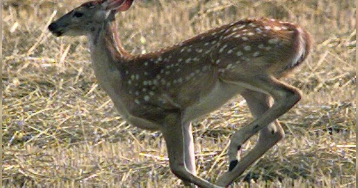 DNR urges people to leave deer fawns alone | Local & State News DNR urges people to leave deer fawns alone | Local & State News