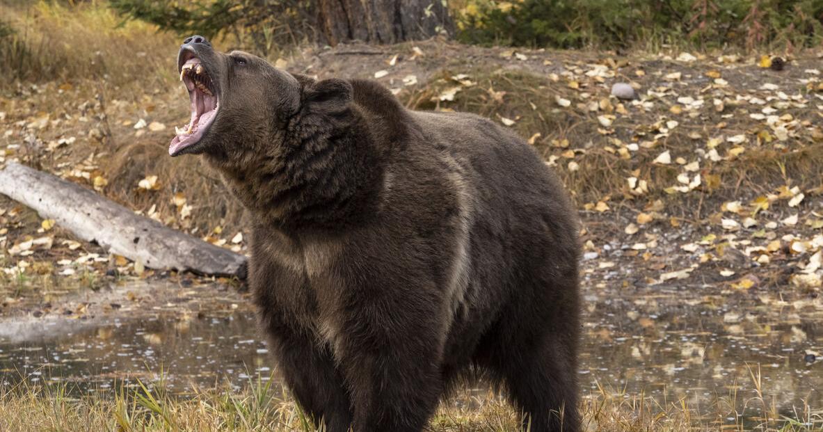 Suspected grizzly bear attacks, kills western Montana camper | Trending |  