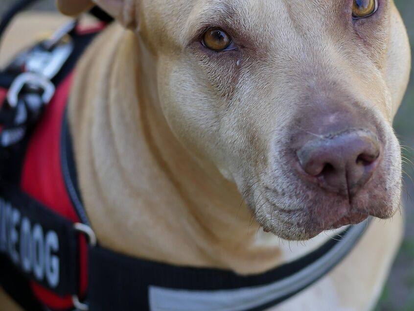 Are Service Dogs Allowed In Restaurants In Texas Are Service Dogs Allowed In Restaurants In Texas