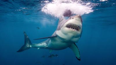 1,600-pound great white shark pinged off Florida’s Gulf Coast