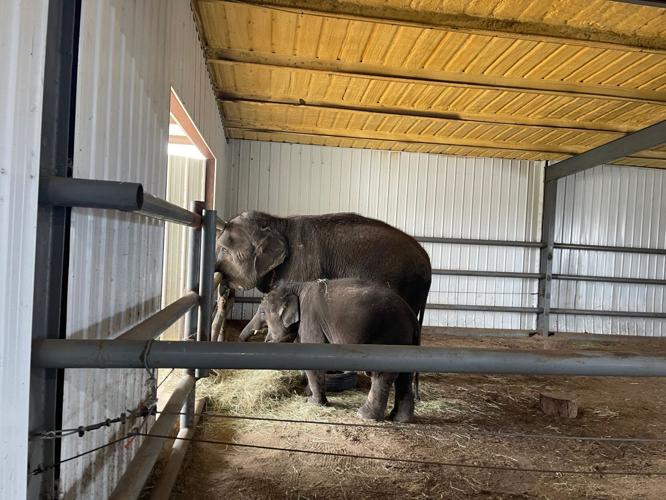 Photos: Endangered Ark Foundation's Elephant Sanctuary | | fox23.com