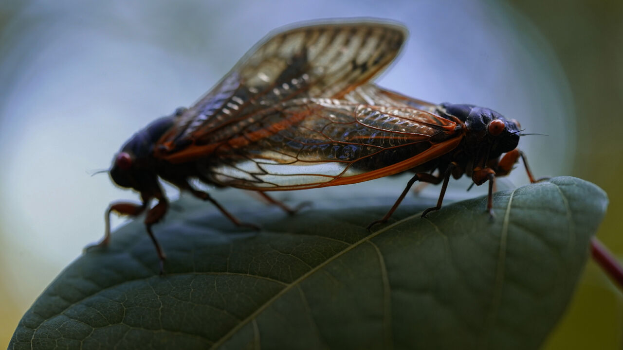 A man crashed his car after a cicada hit him in the face