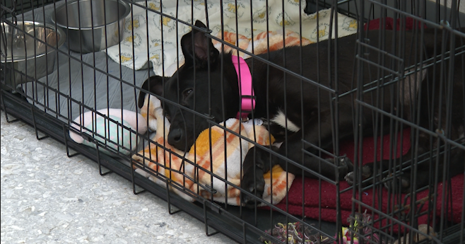Rise in adoption returns forces Skiatook animal rescue to pause new intakes