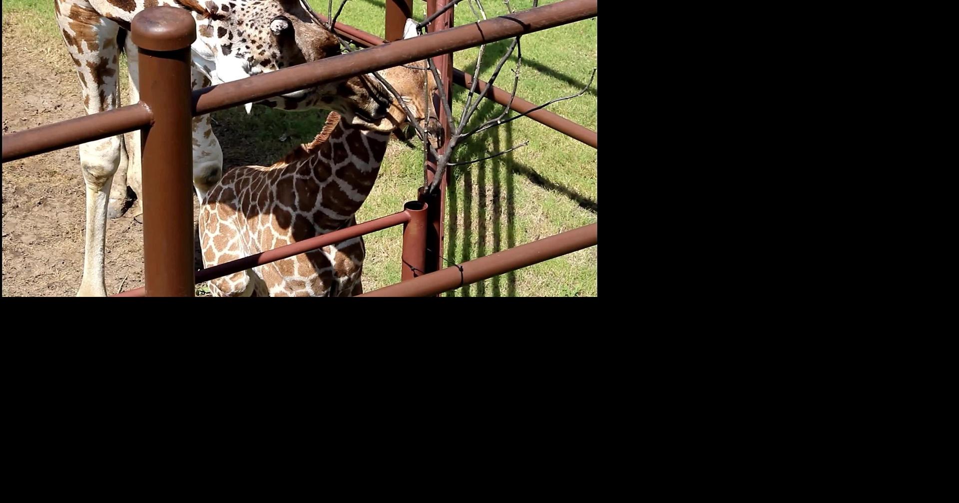 Tulsa Zoo shows off new baby giraffe in pictures and video News