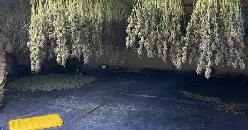 OBN, OCSO seize 12,899 marijuana plants during search warrant of