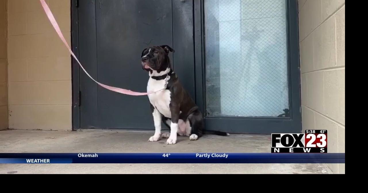 New therapy dog at Latimer County jail making impact on inmates' lives