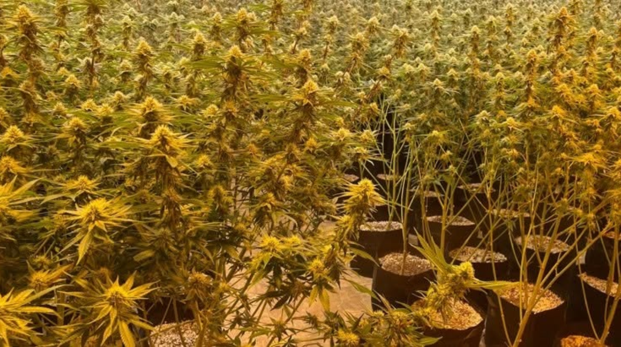 fox23.com - OBN, OCSO seize 12,899 marijuana plants during search warrant of illegal grow operation