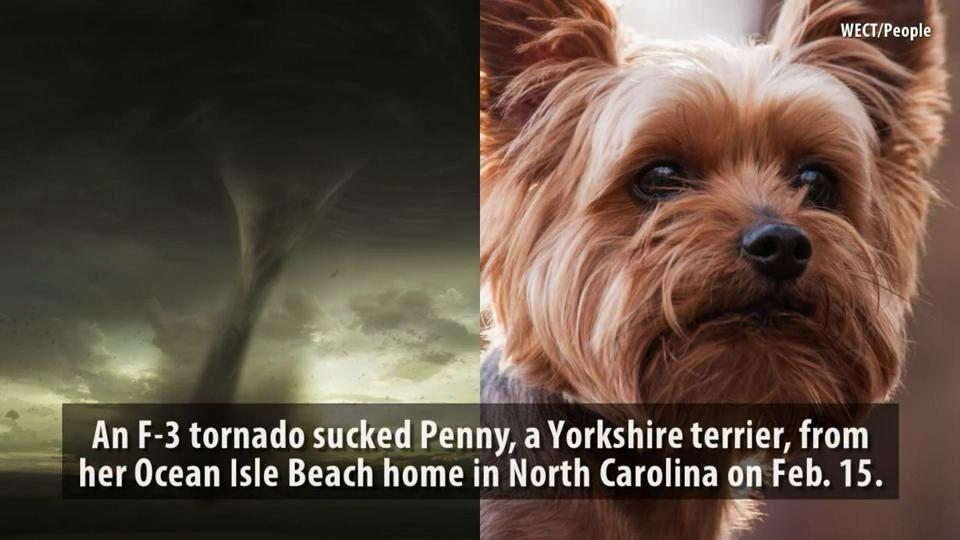 Dog swept up by N.C. tornado walks away unharmed