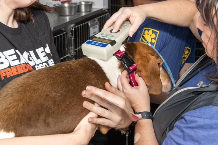 Photos Dozens of animals pulled from Oklahoma testing facility, Humane