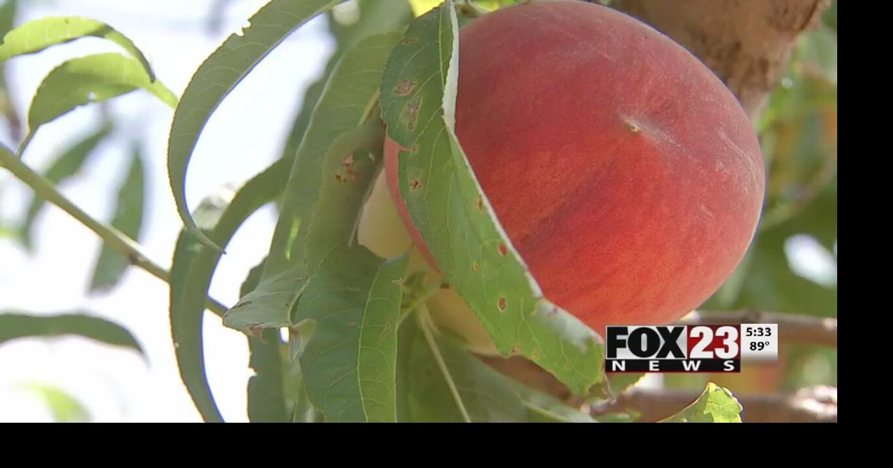Peach picking season starts Monday at Livesay Orchards News