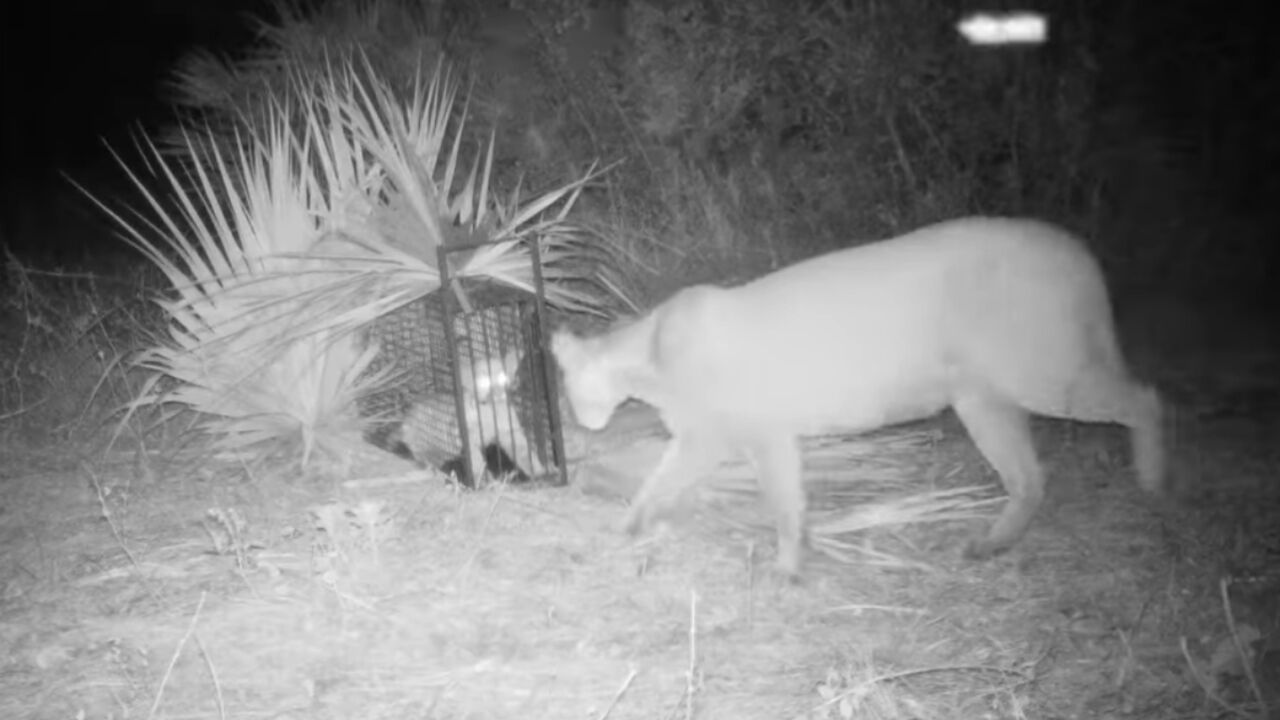 A Mother Panther And Kitten Were Just Spotted In South Florida - Narcity