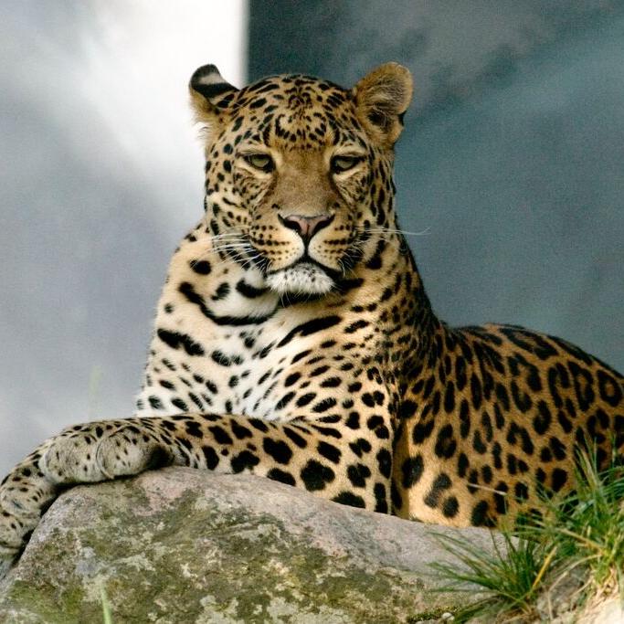 Two endangered Amur leopard cubs born at Illinois zoo