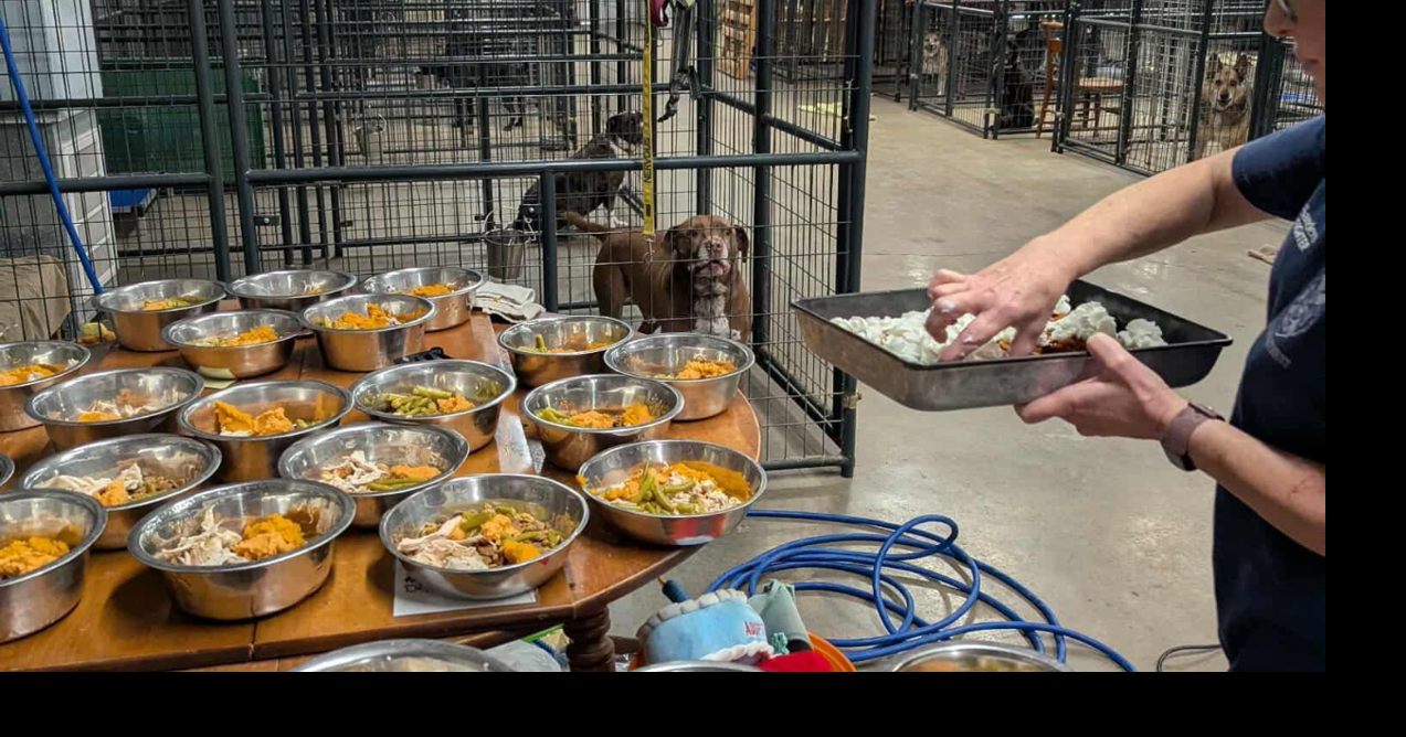 OK Pet Collective Society serves Thanksgiving meal to shelter residents