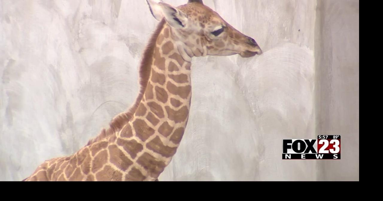 Giraffe born July 26 at Tulsa Zoo gets new name Local & State