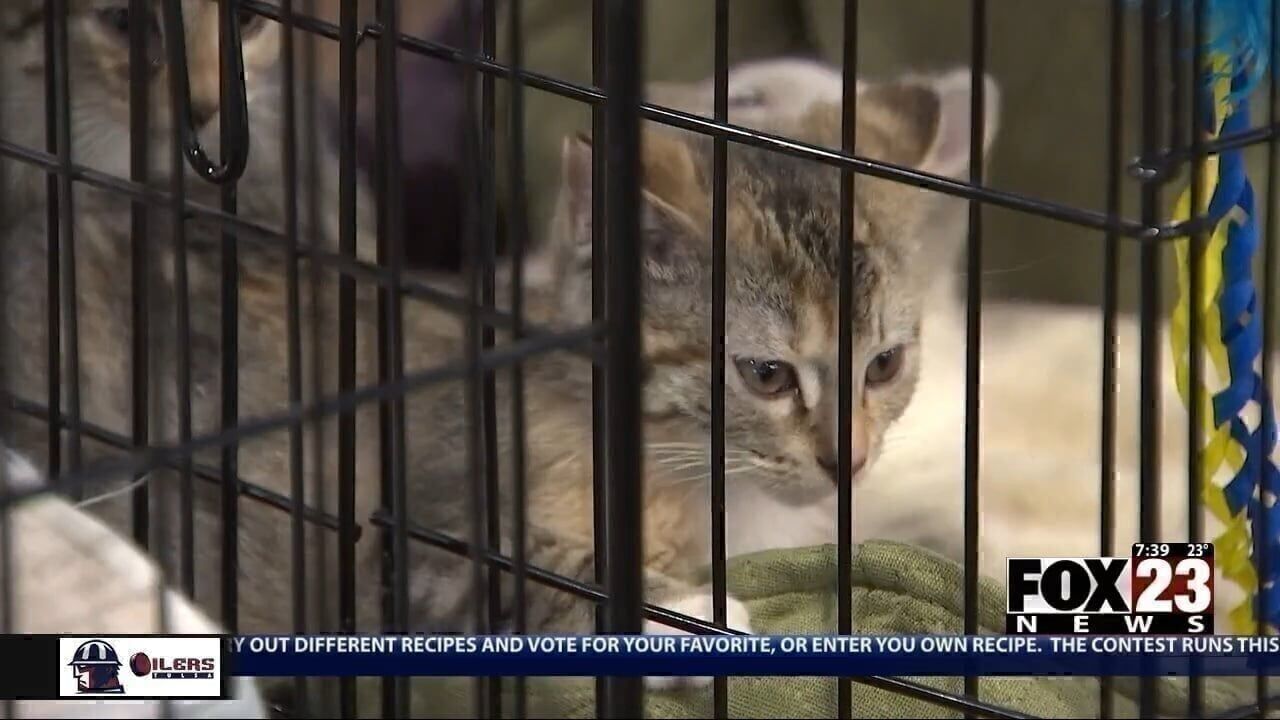 Video: Animal Aid of Tulsa holds 