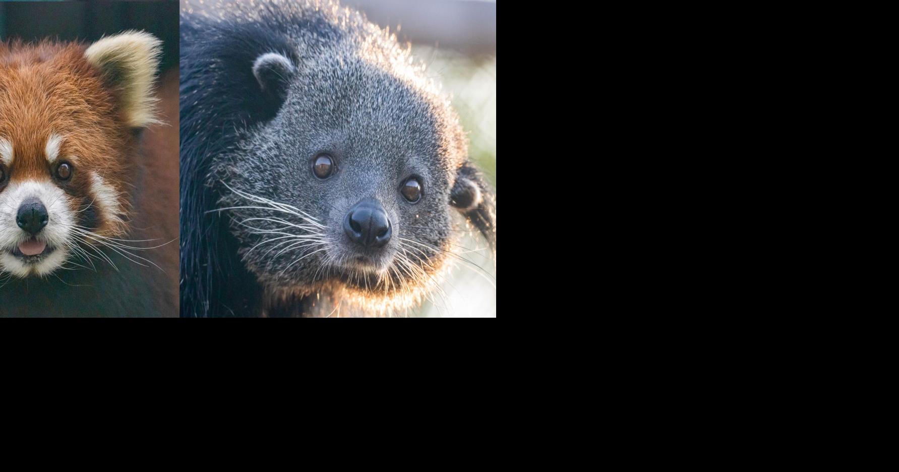 Tulsa Zoo showing red panda and binturong at same time | News | fox23.com
