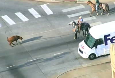 Cowboys, emergency crews wrangle cow loose on busy Oklahoma City highway |  News 