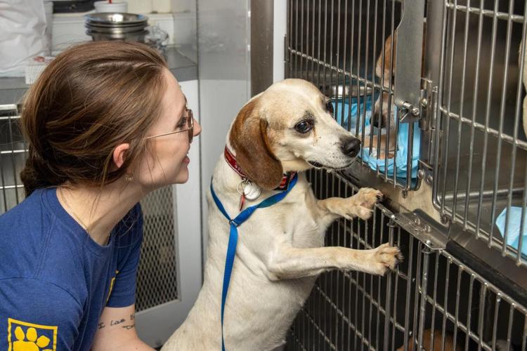 Photos Dozens of animals pulled from Oklahoma testing facility, Humane