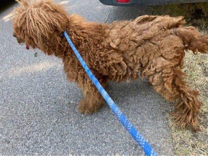 Photos Backyard Breeder