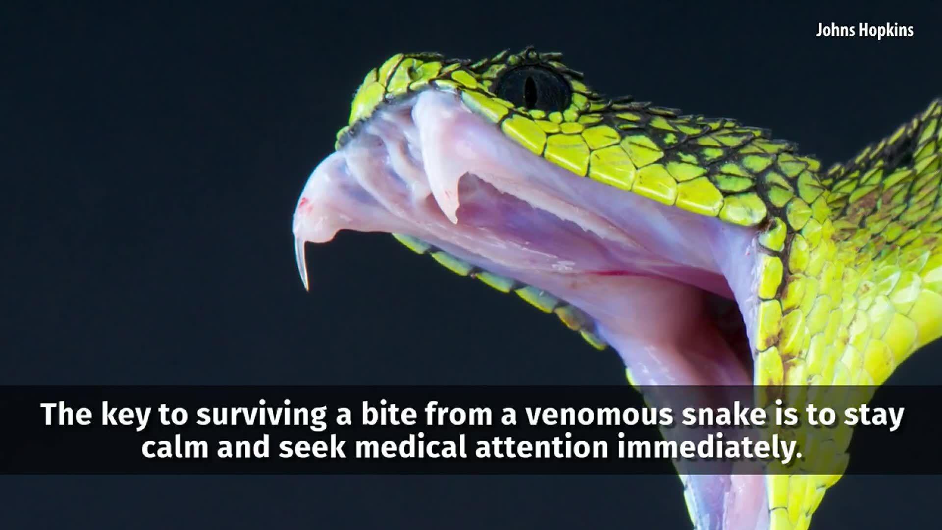 Like Uber for snake emergencies': tech takes the sting out of
