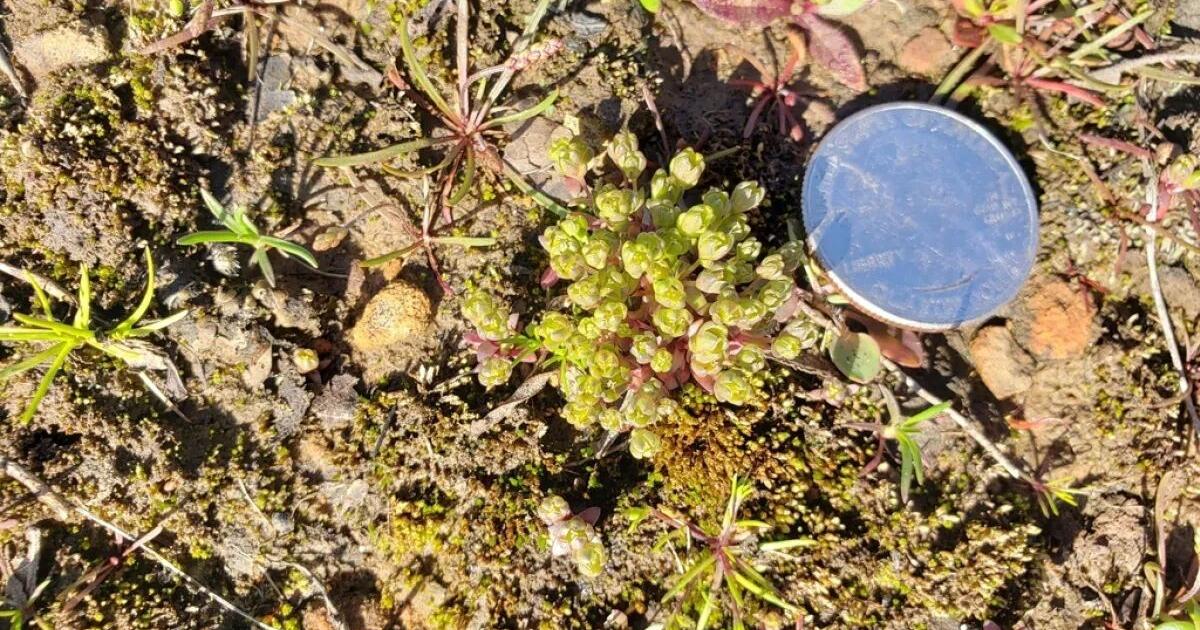 Plant found in Oklahoma looks to be taken off endangered list