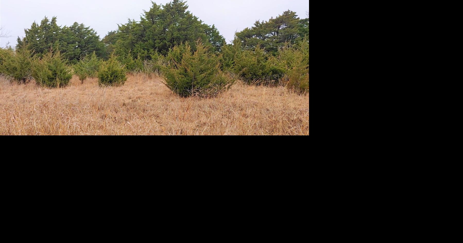 Eastern redcedars are contributing to the spread of the lone star tick in Oklahoma