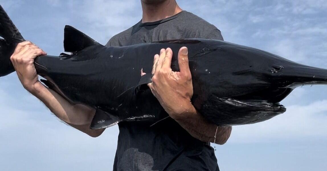 Rare black paddlefish caught in Tulsa County | Local & State | fox23.com