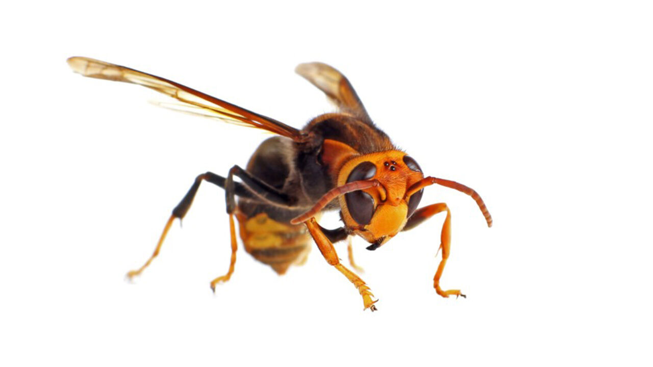Oklahomans Concerned About Possible Murder Hornets In The State