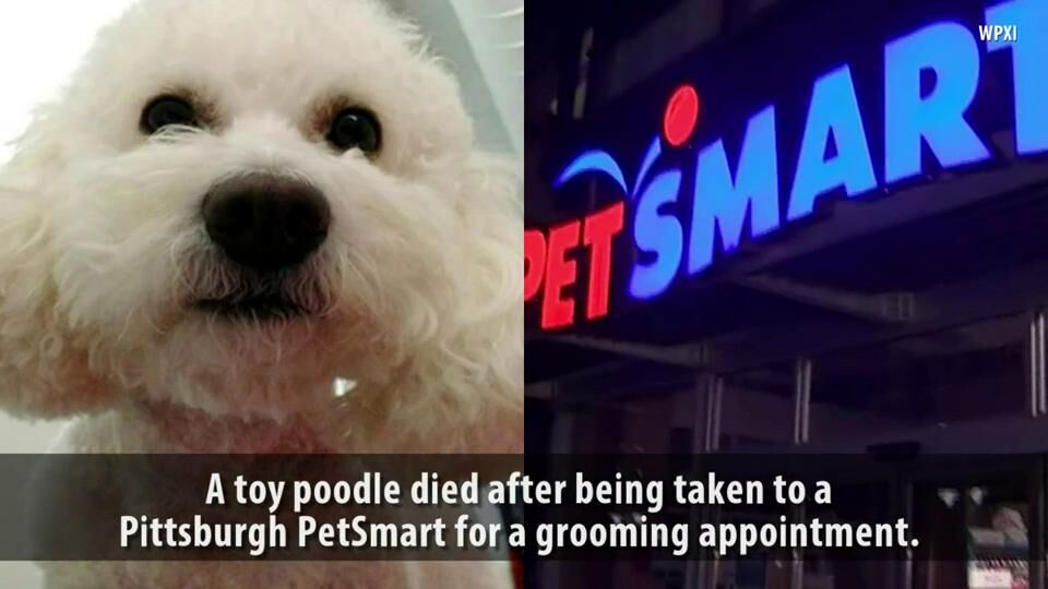 Petsmart shop grooming appt