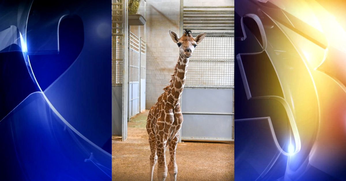 Oklahoma City Zoo announces birth of giraffe calf