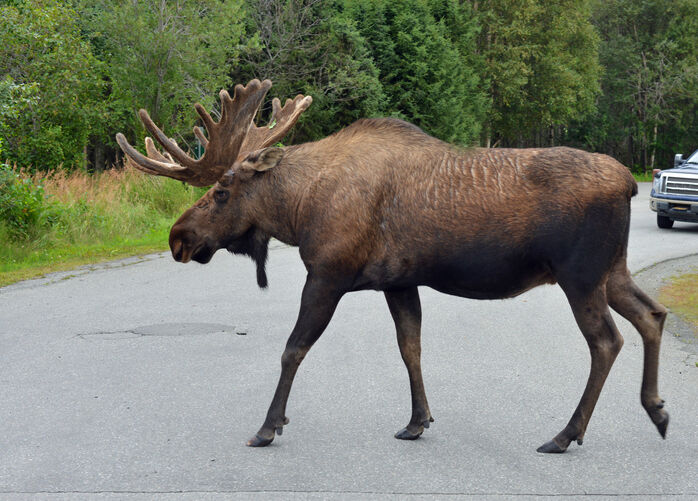 Moose crashes through windshield after colliding with Minnesota family's  car | Trending 