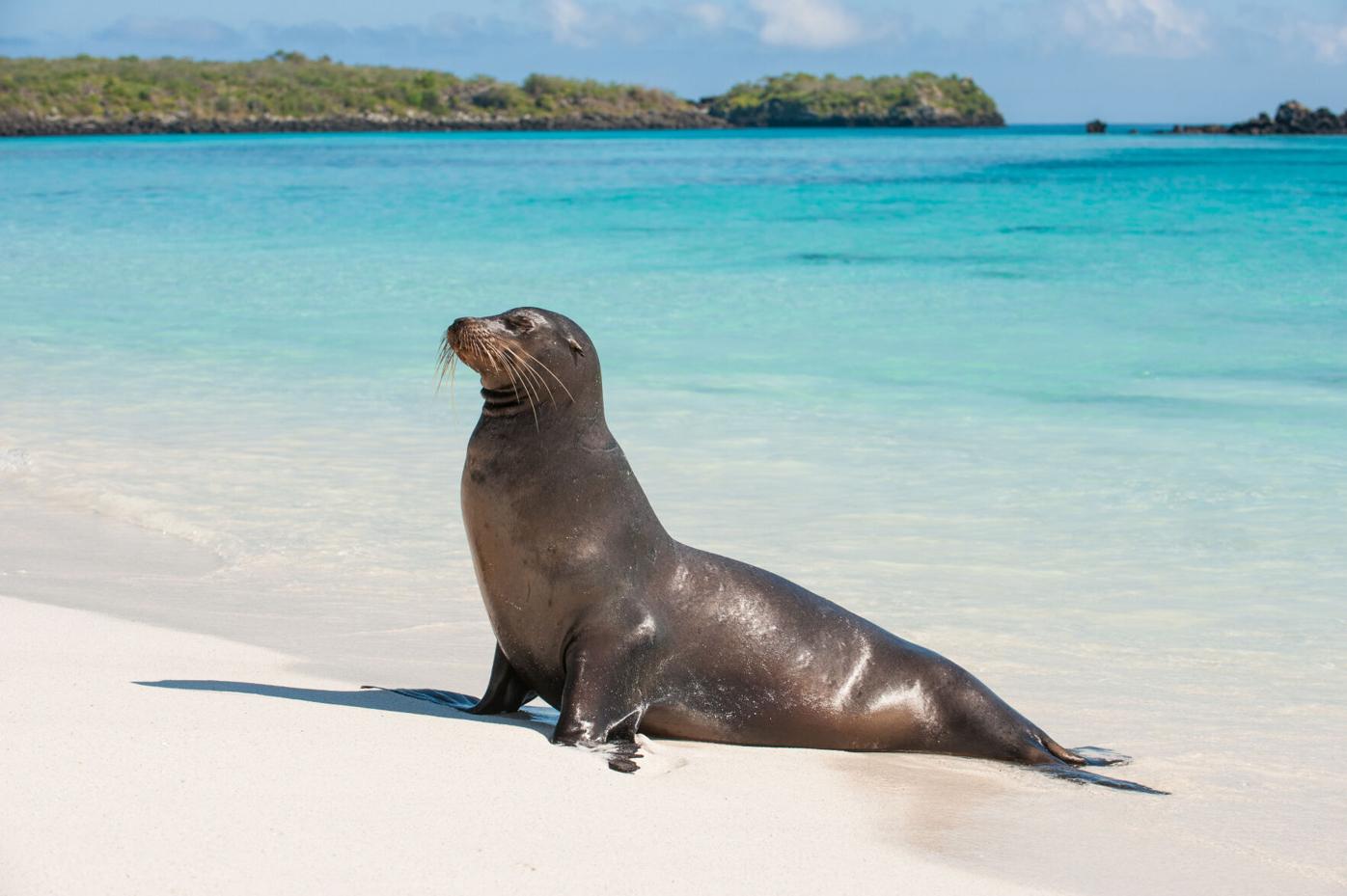 California beachgoers chased away by Sea lions at San Diego's La Jolla Cove