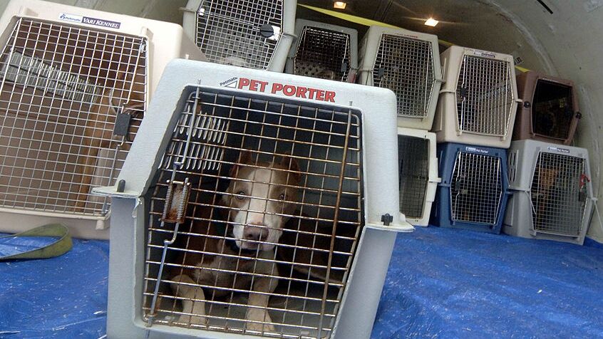 Florida animal group rescues 78 dogs from Texas shelters | Trending  Archives 