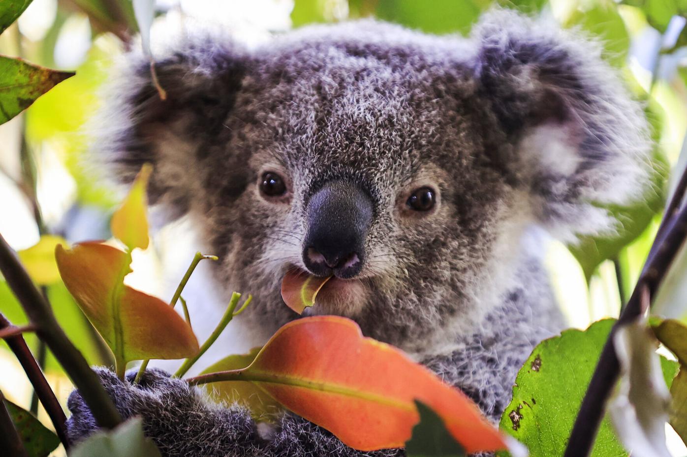 Australia adds koalas to the endangered species list | Trending 