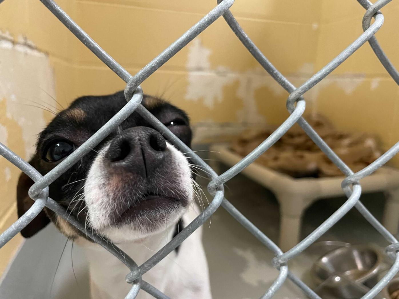 Tulsa Animal Welfare reopens and offers free dog adoptions | News | Tulsa Animal Welfare reopens and offers free dog adoptions | News |
