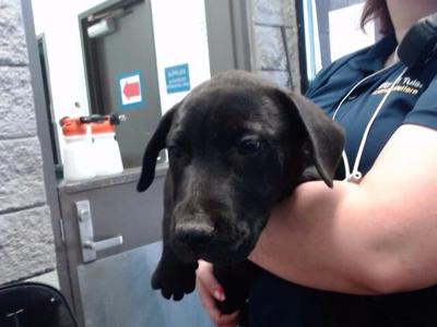 Tulsa Animal Welfare Shelter hosts adoption events, waives adoption fees | News Tulsa Animal Welfare Shelter hosts adoption events, waives adoption fees | News