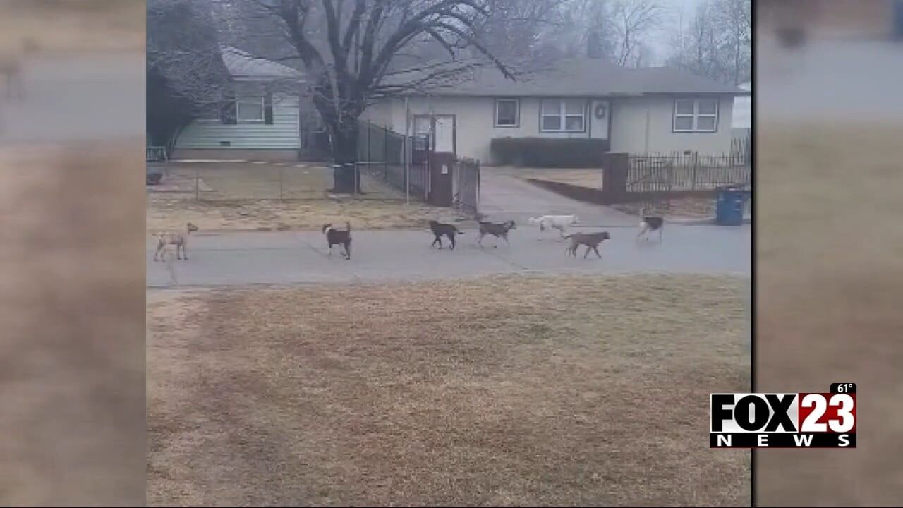 Woman Says A Group Of Stray Dogs Is Terrorizing Her Tulsa Neighborhood ...