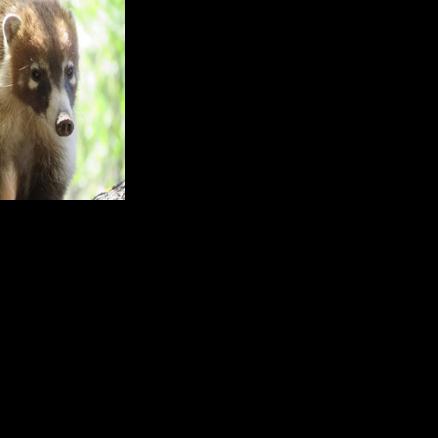 Bizarre Animal Alert: Oklahoma Animal Shelter Raises Concerns