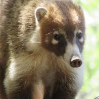 Bizarre Animal Alert: Oklahoma Animal Shelter Raises Concerns