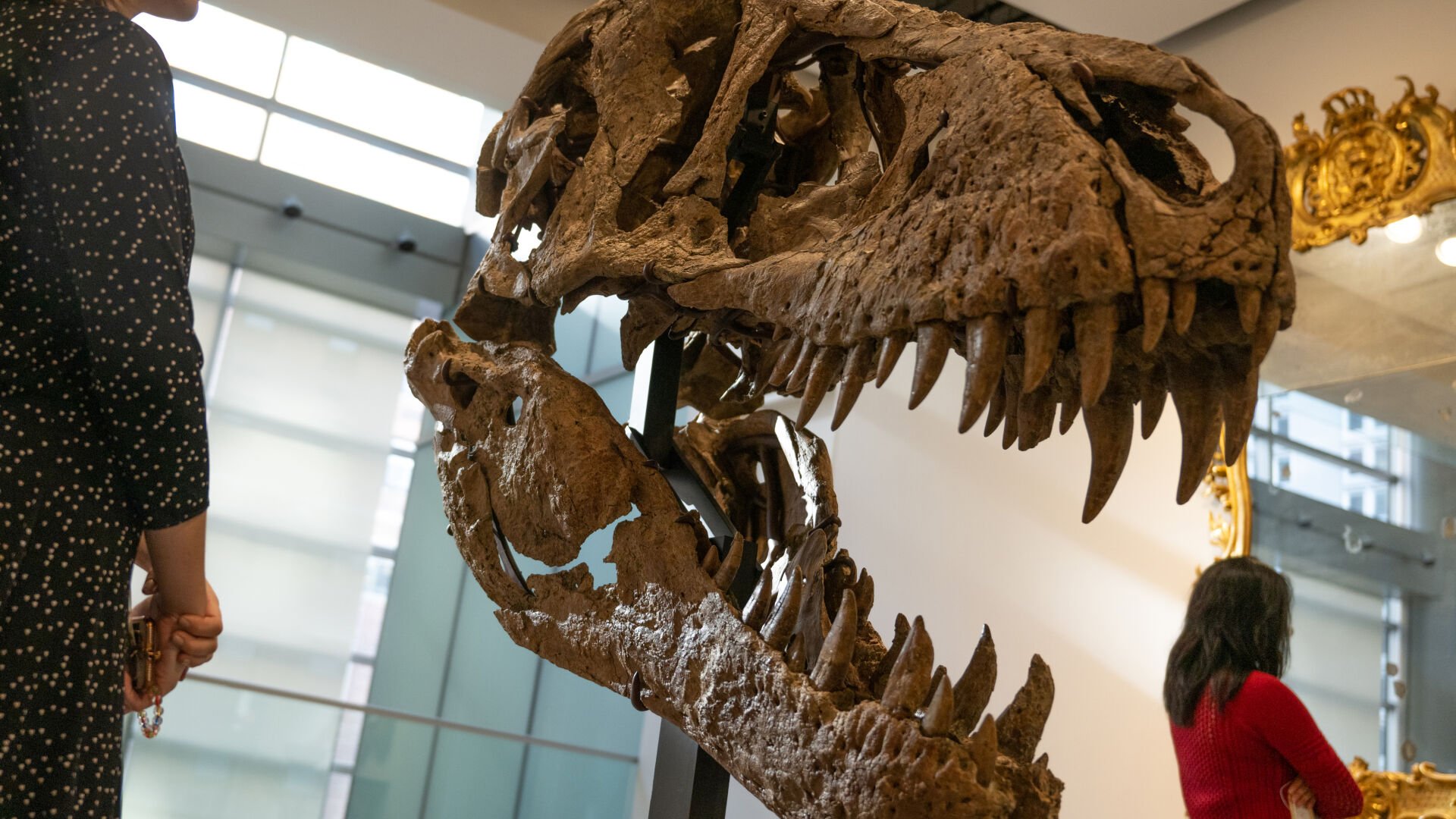 T. rex skull found in South Dakota expected to sell for 15