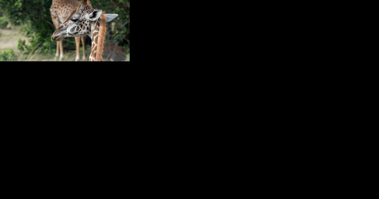 giraffe giving birth gif